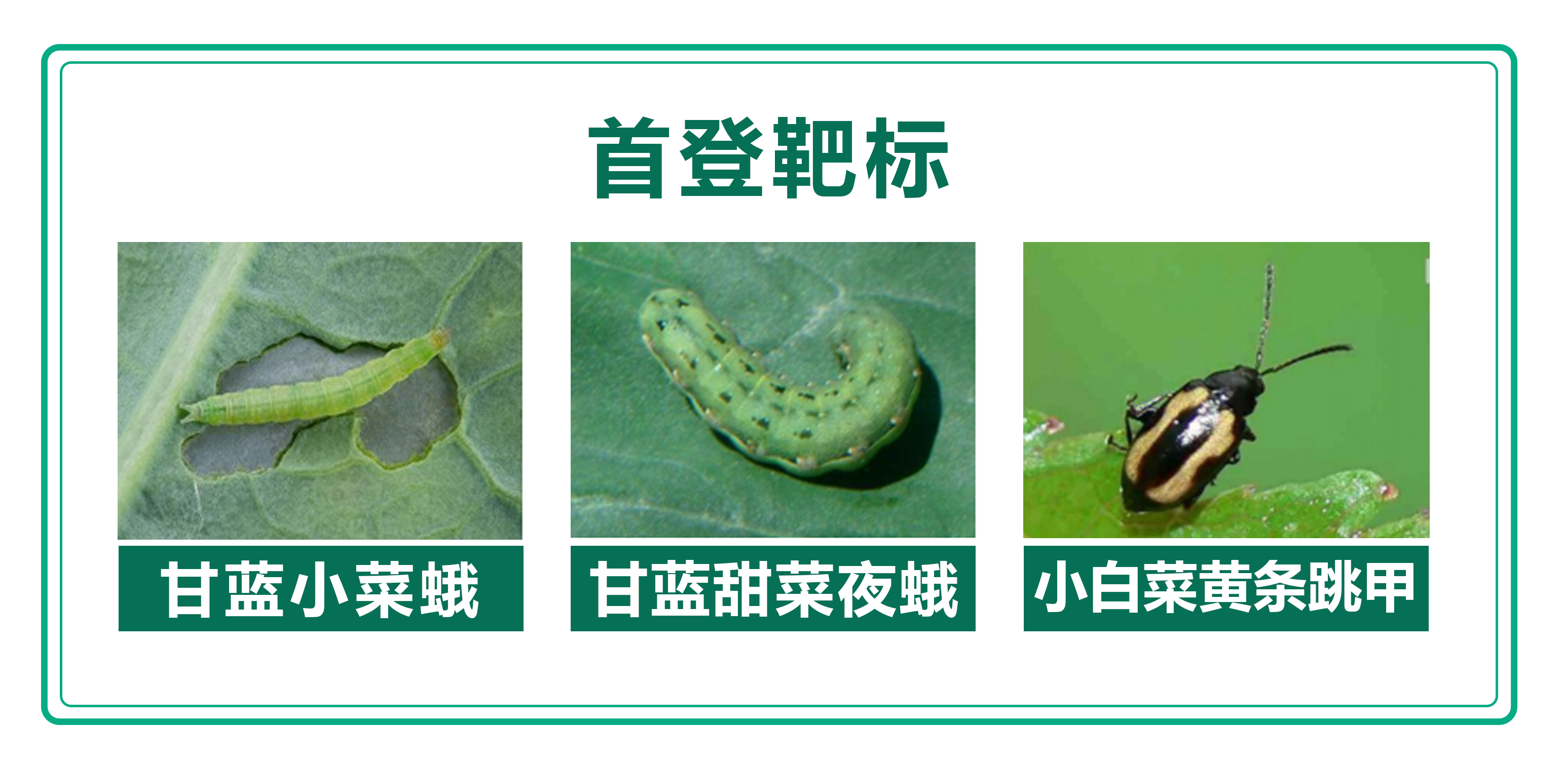 环丙首登靶标.png